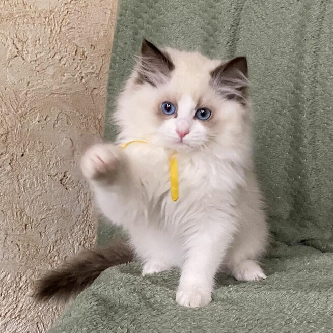 Ostatnia wolna kotka ragdoll gotowa do odbioru