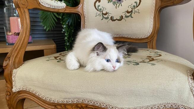 Ostatnia wolna kotka ragdoll gotowa do odbioru