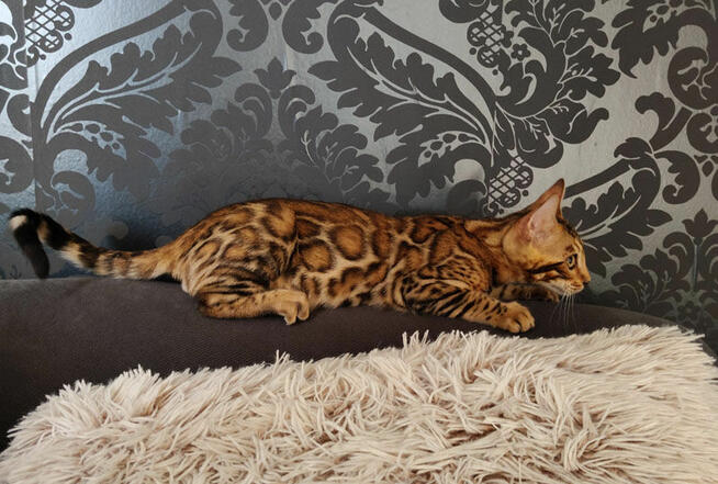 Kocięta bengalskie z rodowodem