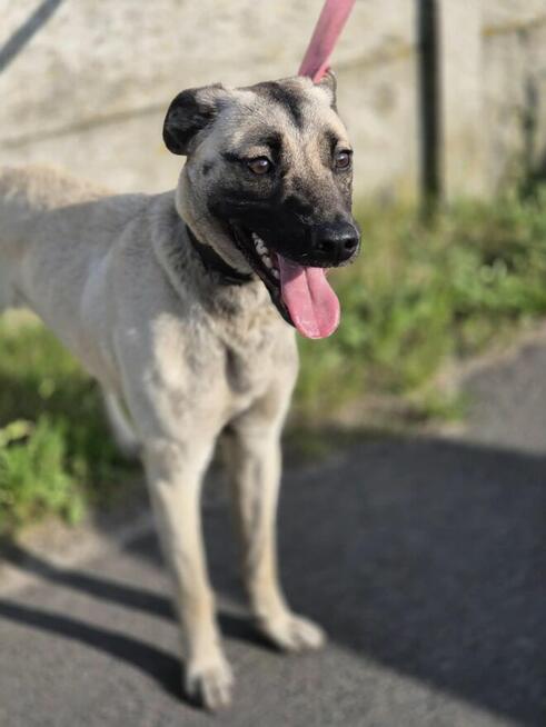 Bianko - domowy psiak zamknięty w piwnicy, pomocy!