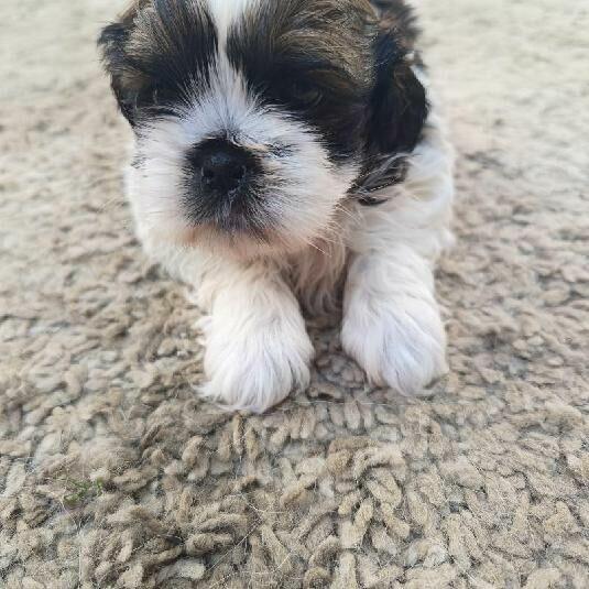 Sprzedam Shih Tzu