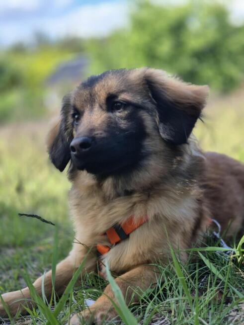 Cudowny Bursztynek - malutkie szczęście do pokochania!