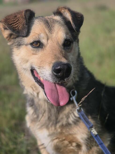 Figa - nieduża babeczka z charakterem szuka domu! :)