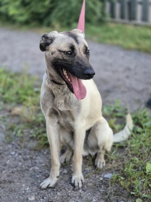 Bianko - domowy psiak zamknięty w piwnicy, pomocy!