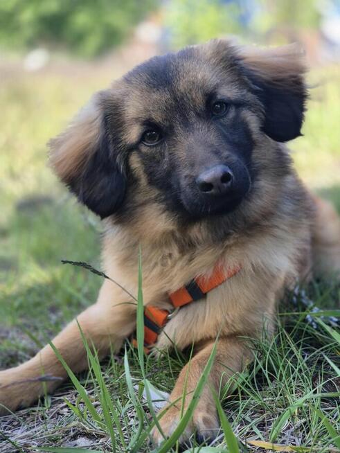 Cudowny Bursztynek - malutkie szczęście do pokochania!
