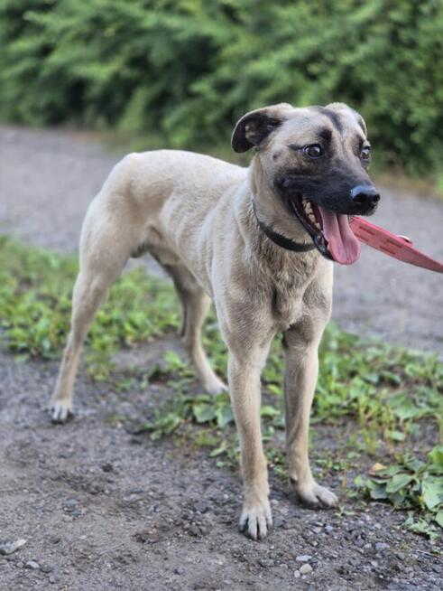 Bianko - domowy psiak zamknięty w piwnicy, pomocy!