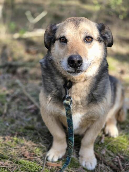 Figa - nieduża babeczka z charakterem szuka domu! :)