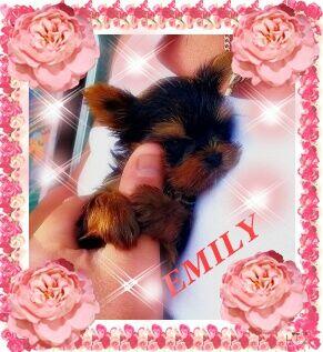 York, Yorkshire Terrier!Elitarne MICRO CUDEŃKA-XXXS dla VIP!