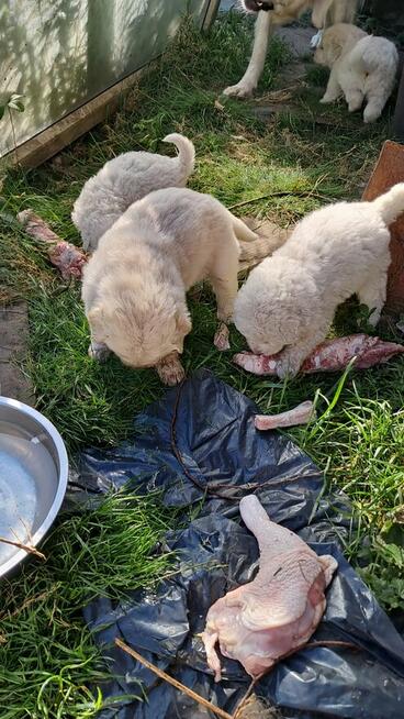 szczeniaki owczarka podhalańskiego