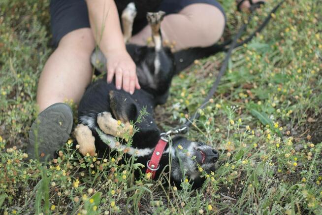 Psiak Bambus stracił wszystko...