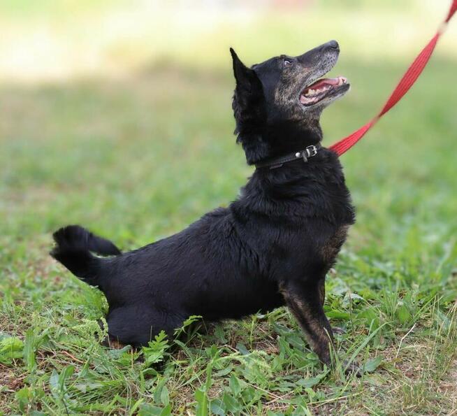 Nieduży energiczny psiak Milo