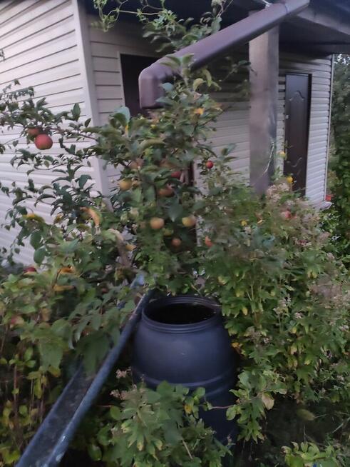 Działka rekreacyjna ROD Jaroszowka, Białystok