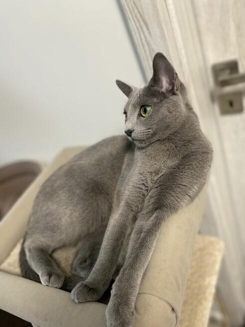 Koty rosyjskie niebieskie