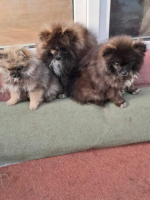 Pomeranian miniatutka