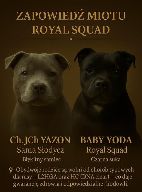Staffordshire Bull Terrier