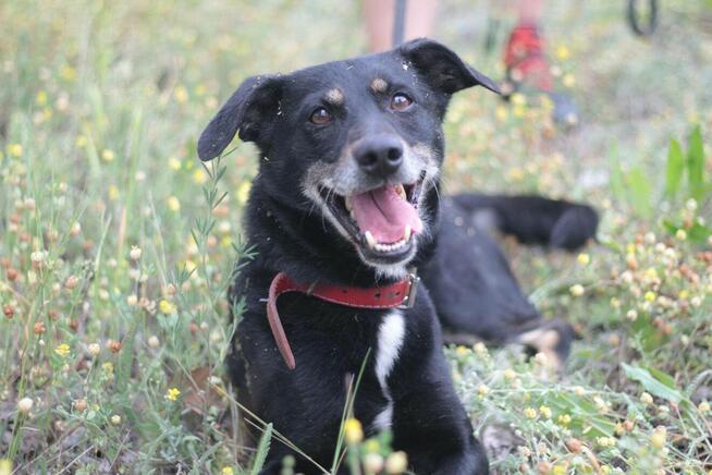 Psiak Bambus stracił wszystko...