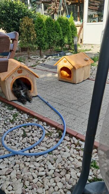 Pomeranian miniatutka