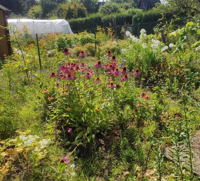 Działka rekreacyjna ROD Jaroszowka, Białystok