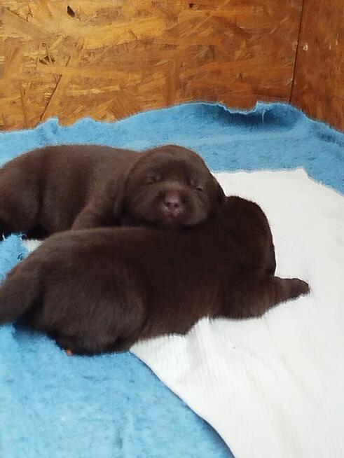 Labrador retriever szczeniaki czekoladowe rodowodowe