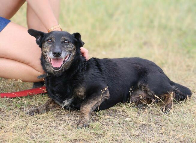 Nieduży energiczny psiak Milo