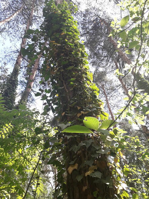 Leśna działka budowlana nad Pilicą