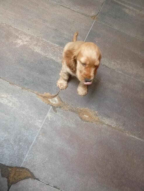 Odam pieska w dobre ręce