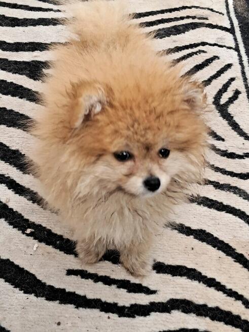 Pomeranian miniatutka