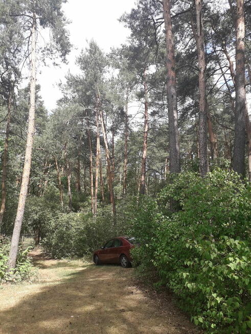 Leśna działka budowlana nad Pilicą