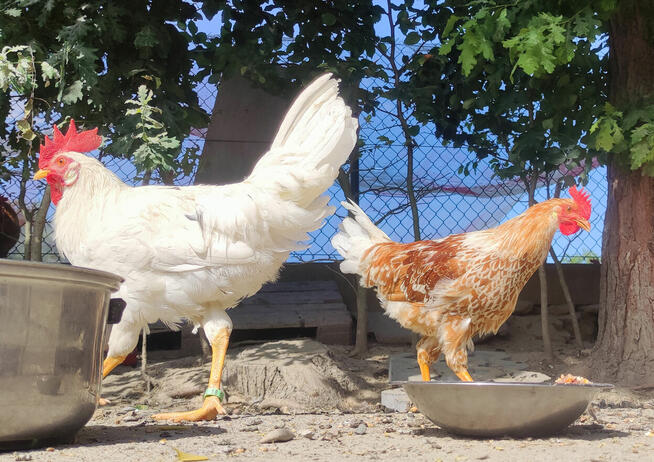 Zarodowe Kury rasy Włoszka - Czystej Krwi - Różnobarwne