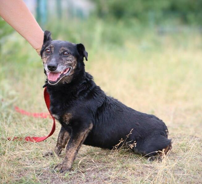 Nieduży energiczny psiak Milo