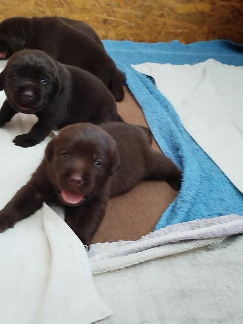 Labrador retriever szczeniaki czekoladowe rodowodowe