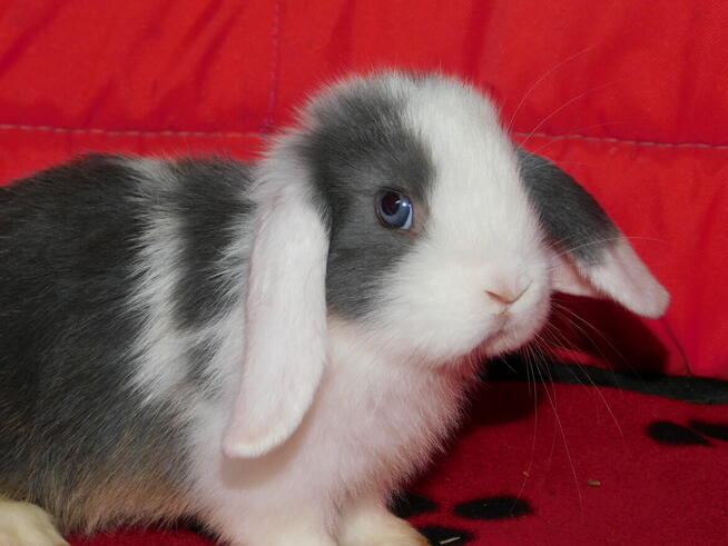 Niebieskie króliki mini lop