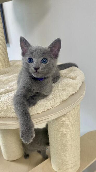 Koty rosyjskie niebieskie