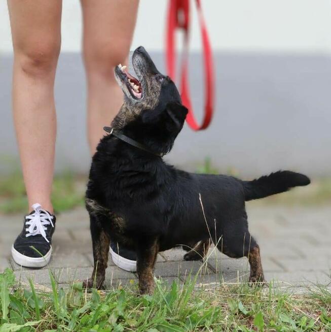 Nieduży energiczny psiak Milo