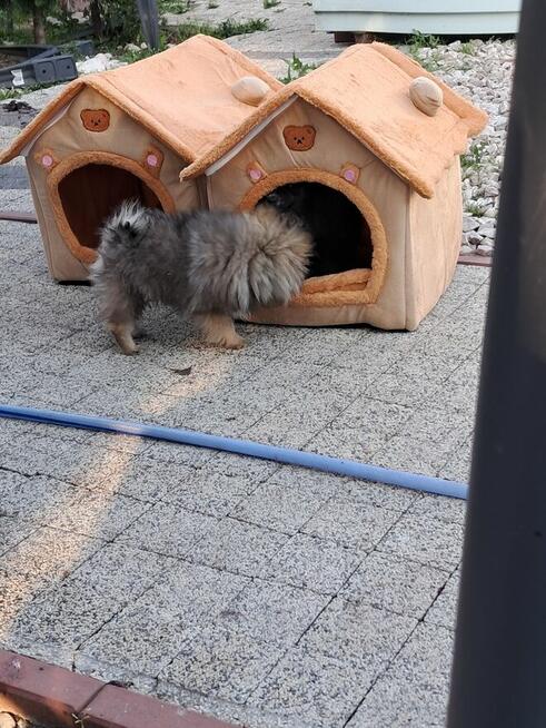 Pomeranian miniatutka