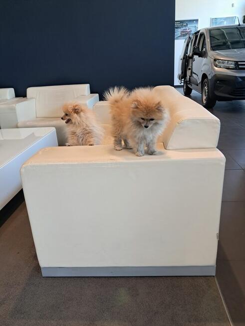 Pomeranian miniatutka