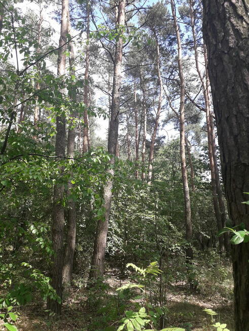 Leśna działka budowlana nad Pilicą