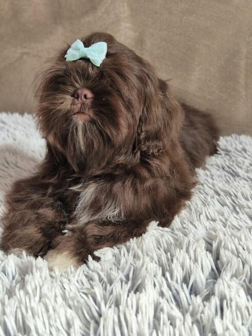 Czekoladowy piesek Shih-Tzu komplet szczepień
