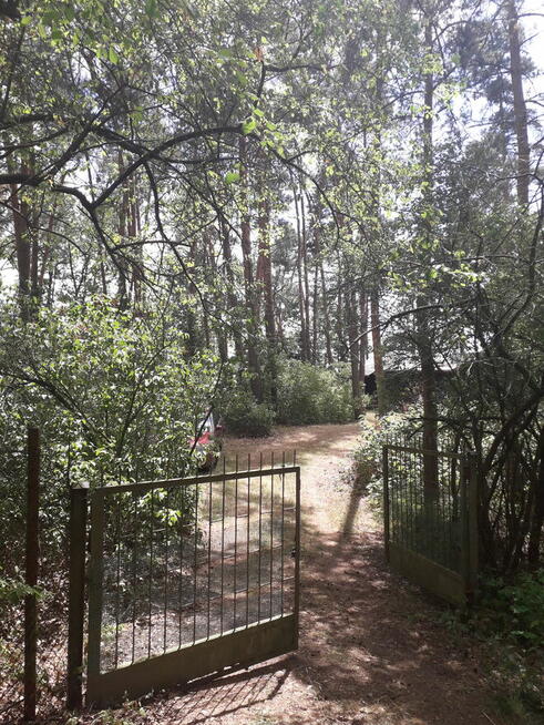 Leśna działka budowlana nad Pilicą