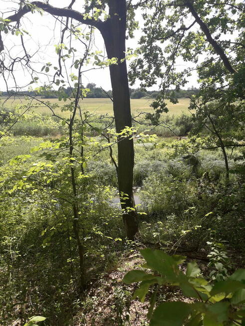 Leśna działka budowlana nad Pilicą