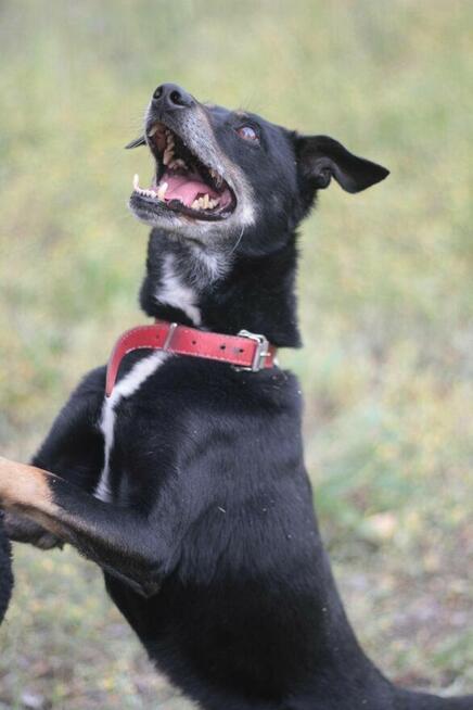 Psiak Bambus stracił wszystko...