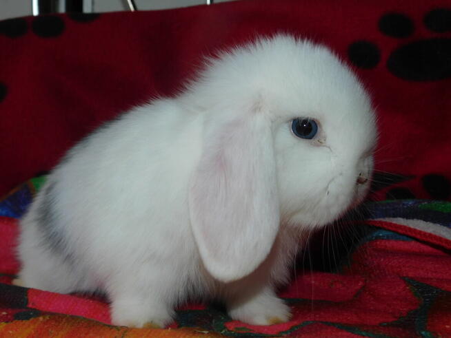 Mini lop białe