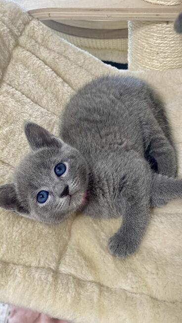 Koty rosyjskie niebieskie