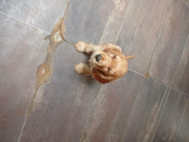 Odam pieska w dobre ręce