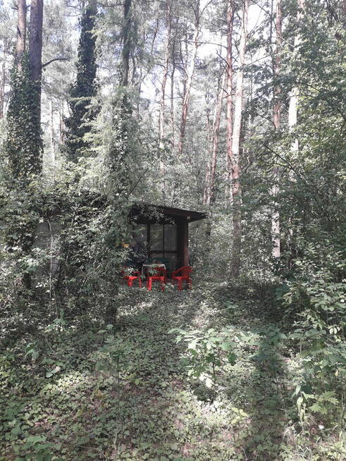 Leśna działka budowlana nad Pilicą