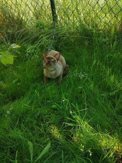 Odstąpię do dobrego domu kotkę burmską