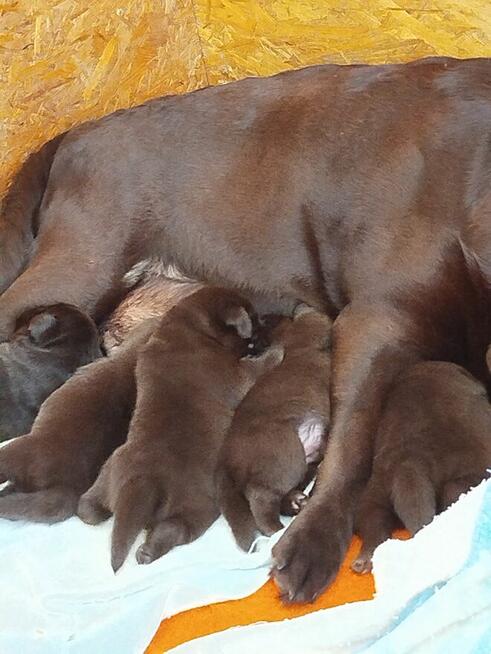 Labrador retriever szczeniaki czekoladowe rodowodowe