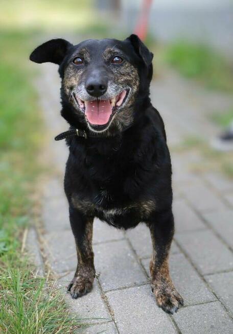Nieduży energiczny psiak Milo