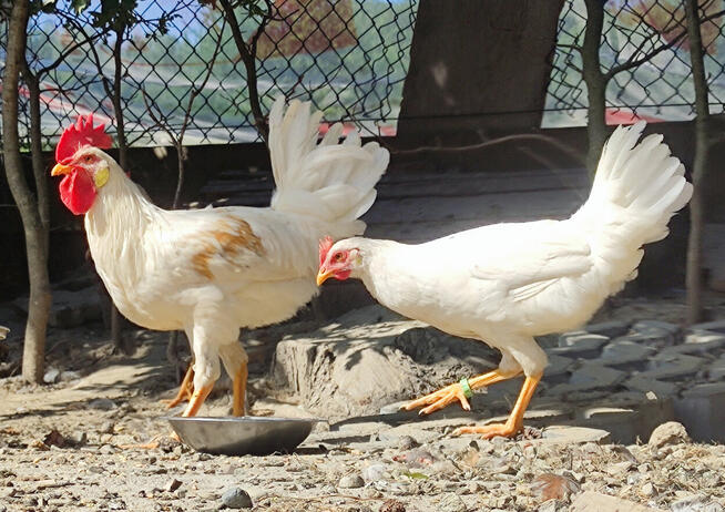 Zarodowe Kury rasy Włoszka - Czystej Krwi - Różnobarwne