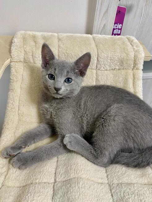 Koty rosyjskie niebieskie